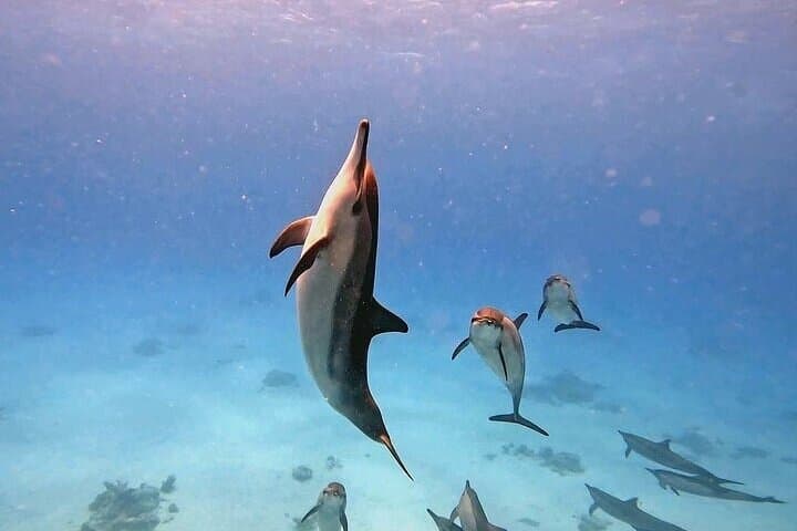 Snorkel with Spinner Dolphins at Sataya Dolphin House, Marsa Alam