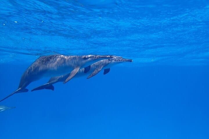 Snorkel with Spinner Dolphins at Sataya Dolphin House, Marsa Alam photo 4