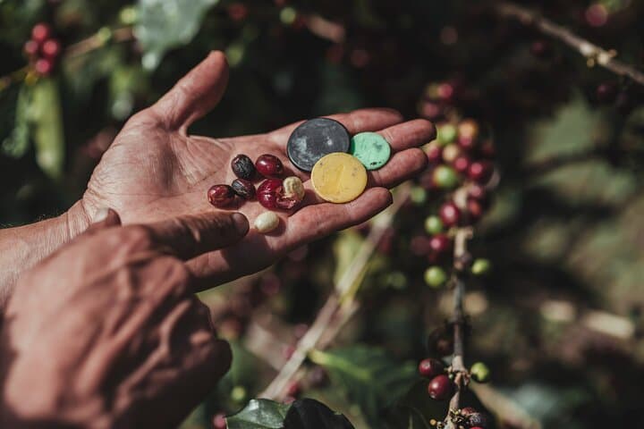 Forest Coffee, Sugar‑Cane & Cacao Experience in Monteverde photo 5