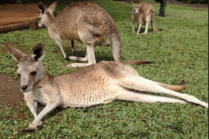 Two-Day Kuranda Rainforestation & Green Island Reef Combo — Rainforest to Reef in Cairns
