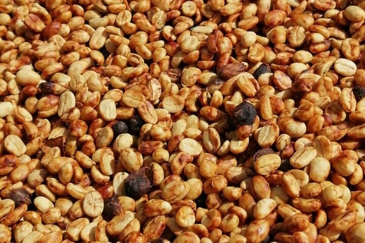 Forest Coffee, Sugar‑Cane & Cacao Experience in Monteverde photo 3