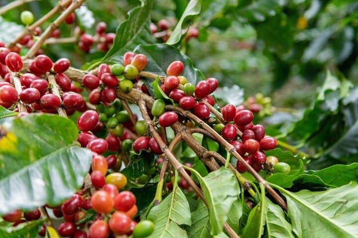 Forest Coffee, Sugar‑Cane & Cacao Experience in Monteverde photo 6