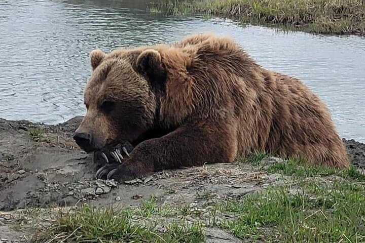 Turnagain Arm VIP Wildlife Tour: Anchorage to Alaska Wildlife Conservation Center