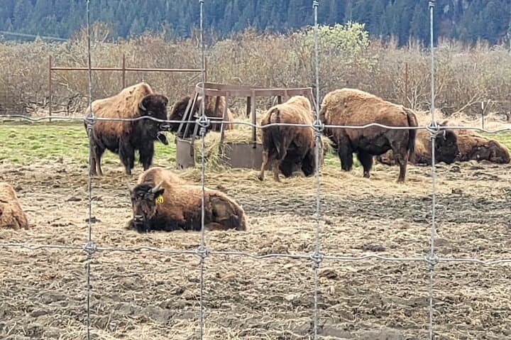 Turnagain Arm VIP Wildlife Tour: Anchorage to Alaska Wildlife Conservation Center photo 2