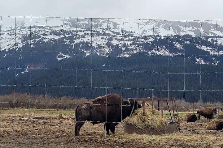 Turnagain Arm VIP Wildlife Tour: Anchorage to Alaska Wildlife Conservation Center photo 3