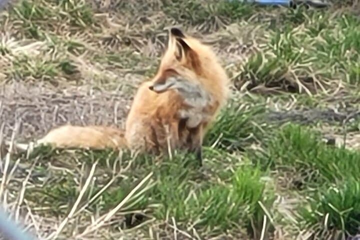 Turnagain Arm VIP Wildlife Tour: Anchorage to Alaska Wildlife Conservation Center photo 4