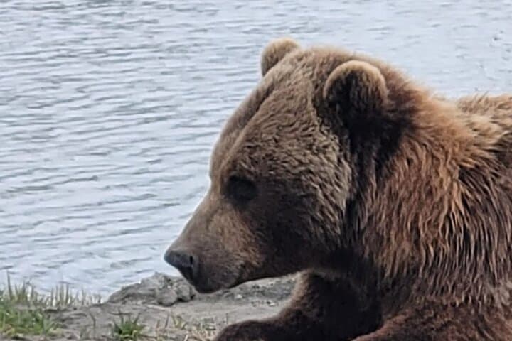 Turnagain Arm VIP Wildlife Tour: Anchorage to Alaska Wildlife Conservation Center photo 5