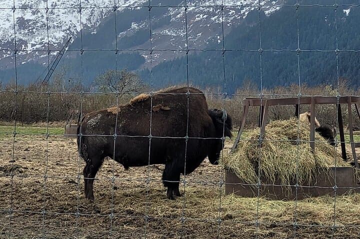 Turnagain Arm VIP Wildlife Tour: Anchorage to Alaska Wildlife Conservation Center photo 6