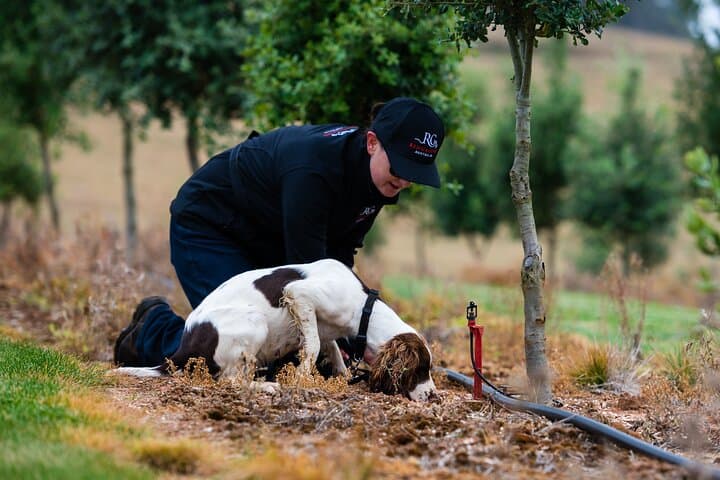 Truffle Hunt and Tasting in Oberon: Farm Forage & Culinary Experience