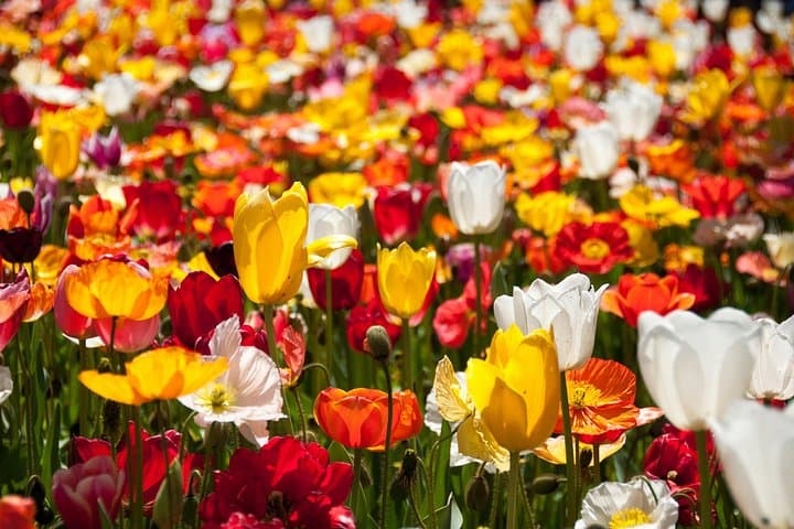 Canberra Floriade Festival & Gardens Day Tour — Arboretum, Botanic Gardens & Tulip Tops