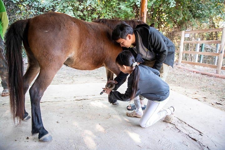 Pony Riding in Luang Prabang: Hmong Horses, Rice-Field Trails & Namkhan River Rides photo 4