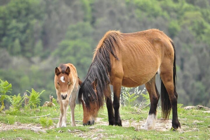 Peneda-Gerês Private Guided Tour — Full-Day Hikes, Waterfalls & Roman Roads photo 4