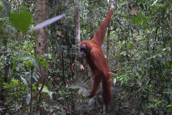 Bukit Lawang Orangutan Trek: 3-Day Medan to Jungle Escape photo 3