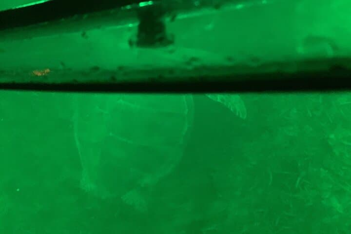 Night Kayaking in Anguilla: Paddle Through Liquid Glow Bioluminescence photo 6