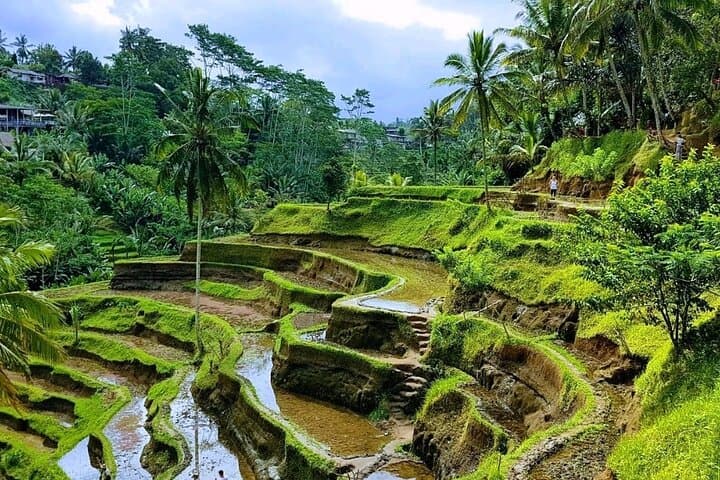 Bali 2-Day Highland & Ubud Tour: Ulun Danu Beratan, Banyumala & Ubud Highlights photo 2