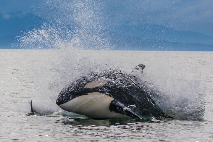 Icy Strait Point Whale Watching: Small-Boat Wildlife Cruises from Hoonah photo 2