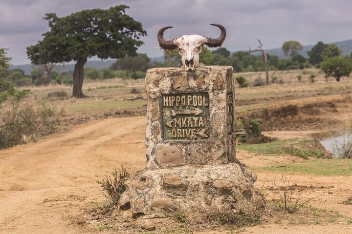 Mikumi National Park Full-Day Safari from Zanzibar — Fly-In Game Drive photo 5