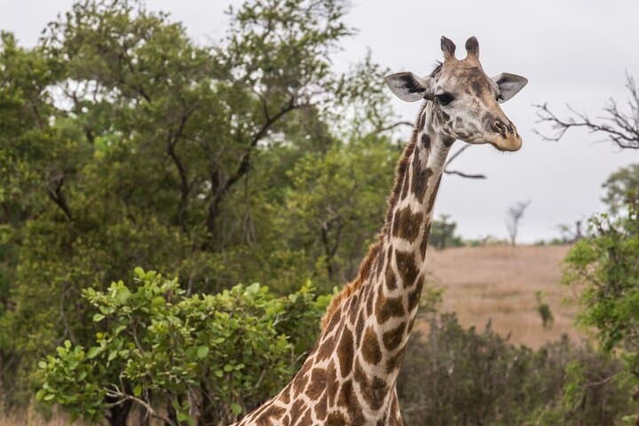 Mikumi National Park Full-Day Safari from Zanzibar — Fly-In Game Drive photo 6