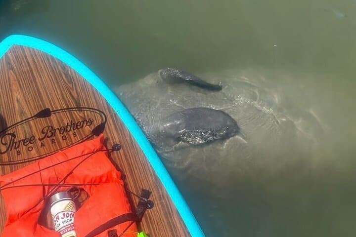 St. Augustine SUP Adventure: Paddle with Dolphins, Manatees & Sea Turtles