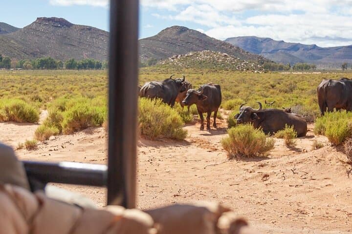 Aquila Game Reserve: Full-Day Private Safari from Cape Town