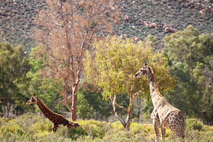 Aquila Game Reserve: Full-Day Private Safari from Cape Town photo 2