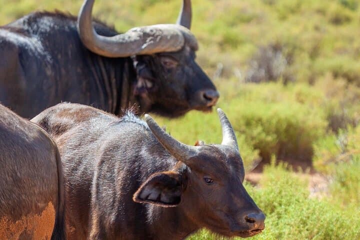 Aquila Game Reserve: Full-Day Private Safari from Cape Town photo 3