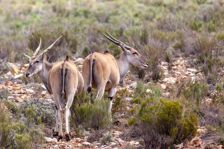 Aquila Game Reserve: Full-Day Private Safari from Cape Town photo 5
