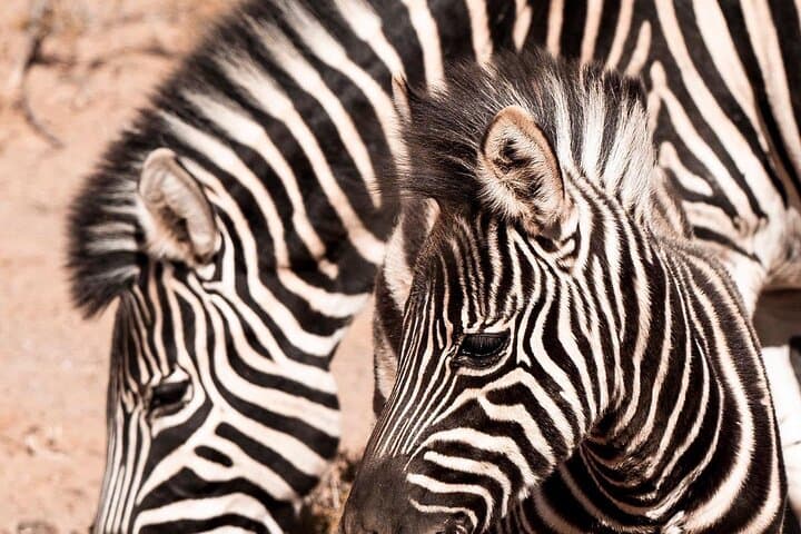 Aquila Game Reserve: Full-Day Private Safari from Cape Town photo 6