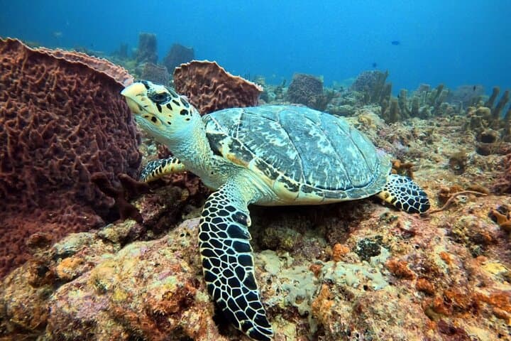 Snorkel the Replicated Shipwreck & Reef Trails at Lauderdale-by-the-Sea