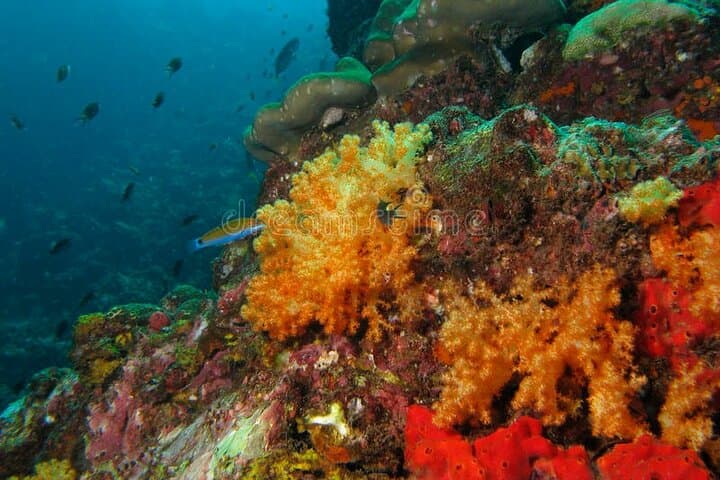 Snorkel the Replicated Shipwreck & Reef Trails at Lauderdale-by-the-Sea photo 6