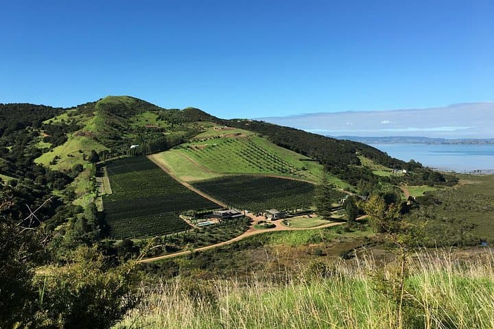 Private Vineyard Bush Walk Tour on Waiheke Island — Walk, Wine & Headland Views photo 1