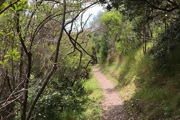 Private Vineyard Bush Walk Tour on Waiheke Island — Walk, Wine & Headland Views photo 3