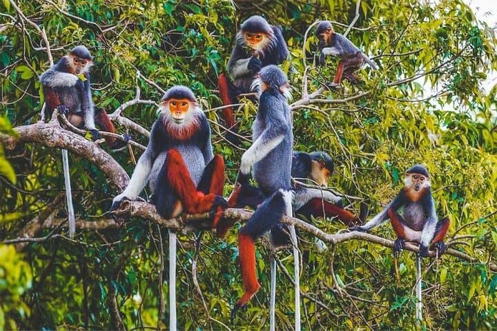 Cuc Phuong National Park Day Trek: Primate Rescue, Ancient Forest & Limestone Views photo 2