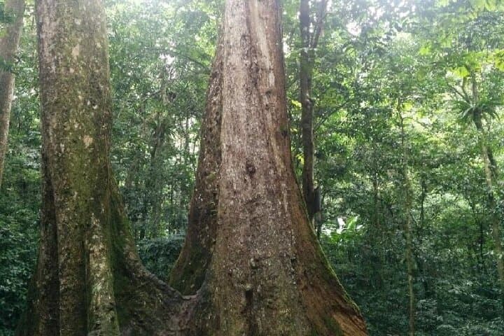 Cuc Phuong National Park Day Trek: Primate Rescue, Ancient Forest & Limestone Views photo 3