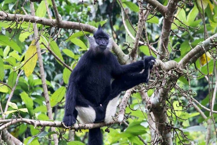 Cuc Phuong National Park Day Trek: Primate Rescue, Ancient Forest & Limestone Views photo 5