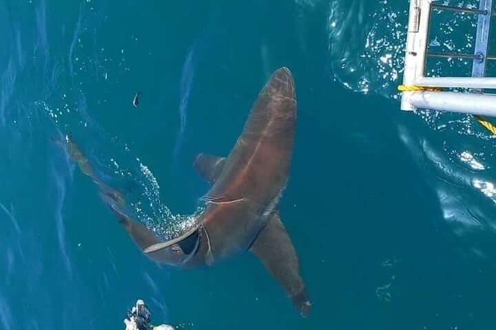 Shark Explorers: Simon's Town Shark Cage Diving in False Bay photo 6
