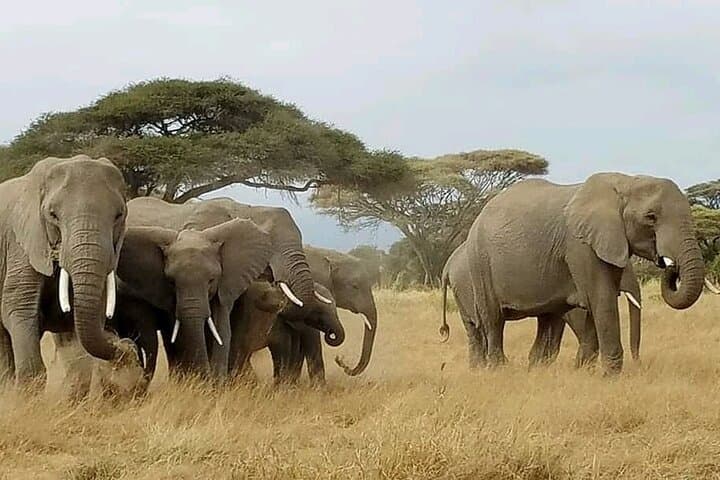 Amboseli National Park Day Safari from Nairobi — Kilimanjaro Views & Elephant Herds photo 6