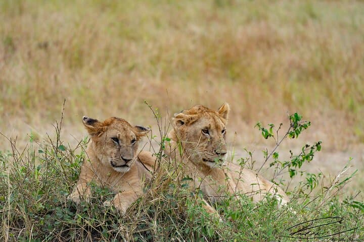 Ultimate 8-Day Kenya Wildlife Safari: Big Five and Great Migration Adventure photo 4