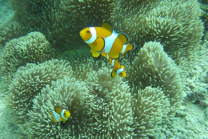 Discover Scuba Diving in Coron: Beginner Shipwreck & Reef Dives photo 3