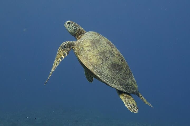 Discover Scuba Diving in Coron: Beginner Shipwreck & Reef Dives photo 6