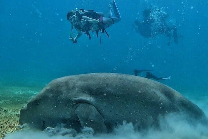Discover Scuba Diving in Coron: Beginner Shipwreck & Reef Dives photo 5