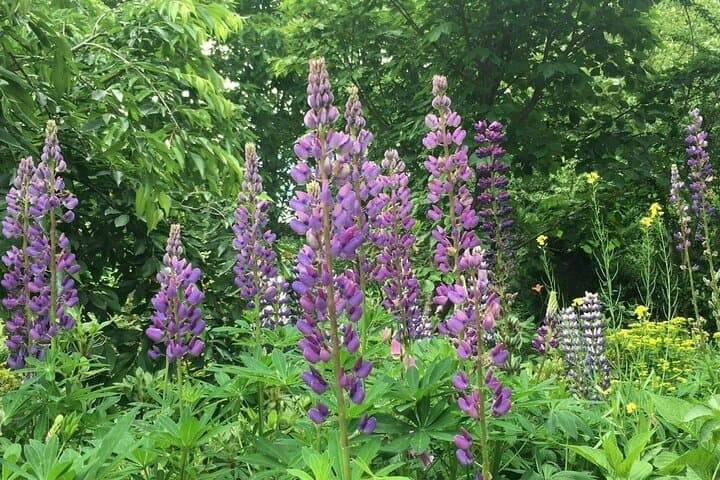 Bhutan Flora Tour: Guided Botanical Journey Through the Himalaya photo 3