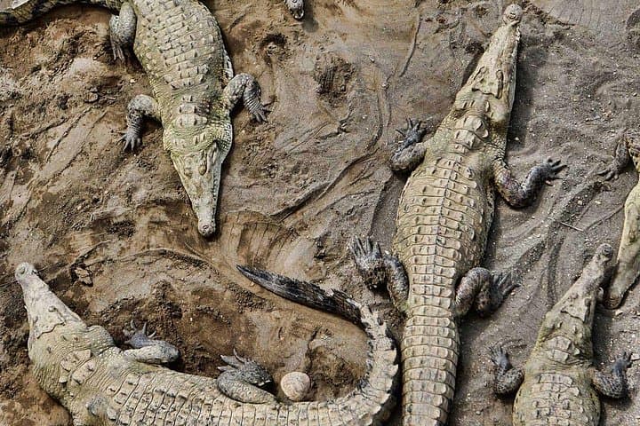 Tarcoles River Crocodile Boat Tour — Up-Close Crocodile Viewing Near Jaco