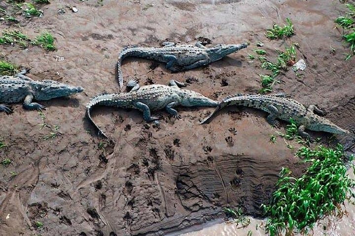 Tarcoles River Crocodile Boat Tour — Up-Close Crocodile Viewing Near Jaco photo 2