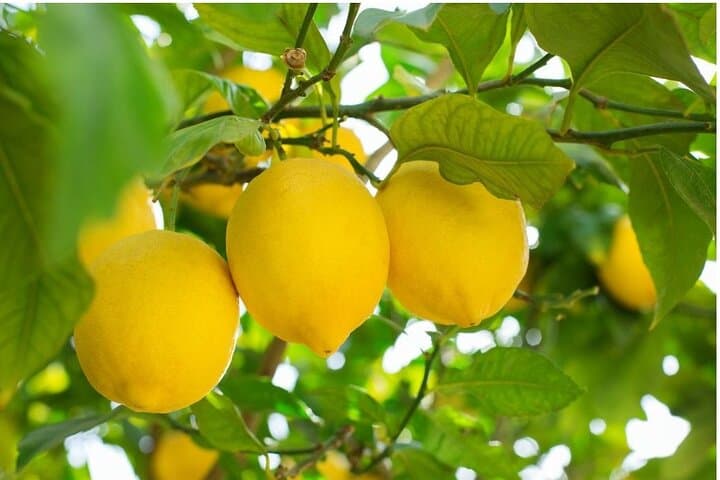 E‑Bike Through Sorrento's Lemon Groves: Vivaio Tour & Limoncello Tasting photo 1