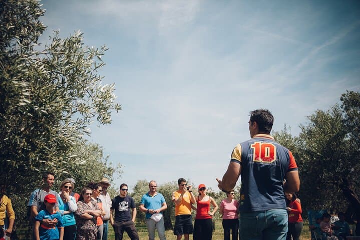 Olive Grove Immersion in Baeza: Organic EVOO Tasting & Guided Farm Walk