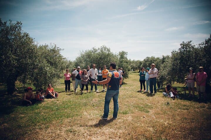 Olive Grove Immersion in Baeza: Organic EVOO Tasting & Guided Farm Walk photo 4