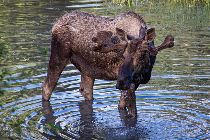 Seward to Anchorage Cruise Transfer & Wildlife Tour: Scenic Drive and Wildlife Encounters in Alaska photo 5