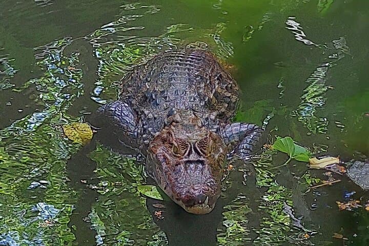 Jaguar Rescue Center & Punta Uva Forest Walk: Wildlife Tour in Puerto Viejo