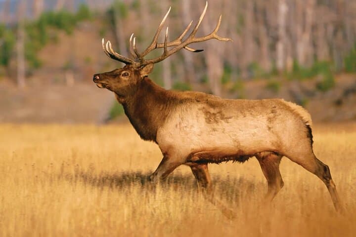Yellowstone Private Full-Day Tour: Wildlife, Geysers & Hidden Hot Springs photo 6